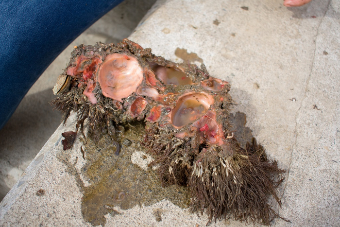 Вот так выглядит оболочка пиуры изнутри. В выемках они и живут!