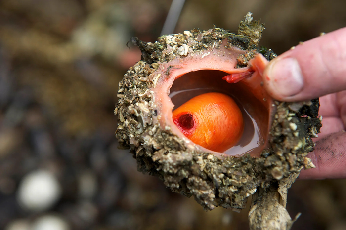 Вот во что можно превратиться, если вечно деградировать!