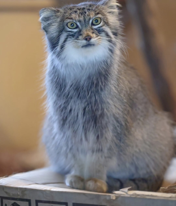 А моя усиленная порцайка где?