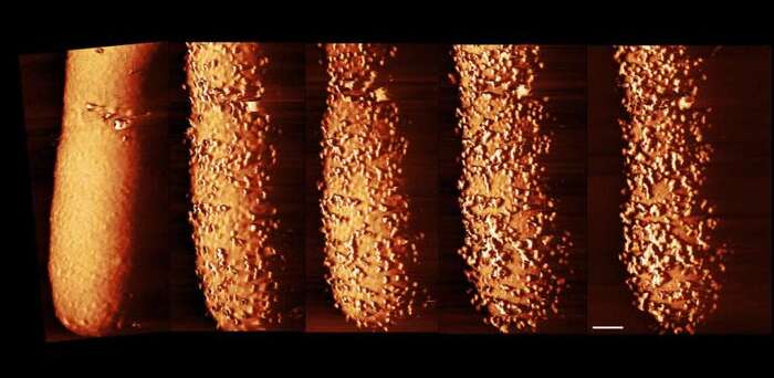  E. coli  :     .  : 0 , 15 , 30 , 60 , 90 .  250 .