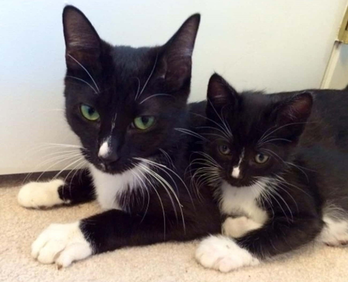 Тут никакая экспертиза не нужна, всё и так понятно!