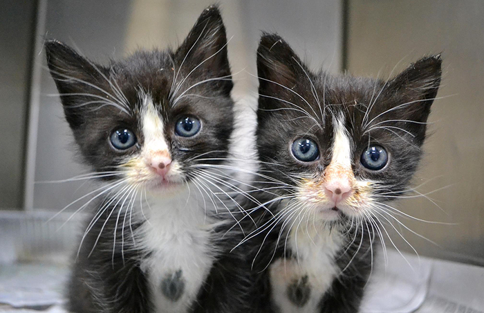 Двести тысяч единиц уже готовы, ещё миллион на подходе.