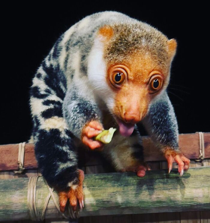 . : <a href="https://pikabu.ru/story/neytralnaya_zona_avstraliya_i_lyudimantisyi_kto_na_samom_dele_upravlyaet_balansom_13236348?u=https%3A%2F%2Fpikabu.ru%2Fstory%2Fsamets_pyatnistogo_kuskusa_10397455&t=%D0%A1%D0%B0%D0%BC%D0%B5%D1%86%20%D0%BF%D1%8F%D1%82%D0%BD%D0%B8%D1%81%D1%82%D0%BE%D0%B3%D0%BE%20%D0%BA%D1%83%D1%81%D0%BA%D1%83%D1%81%D0%B0&h=d42e9f3216aceffbd7dc0b3f4b28ab37ffa528e0" title="https://pikabu.ru/story/samets_pyatnistogo_kuskusa_10397455" target="_blank">  </a>