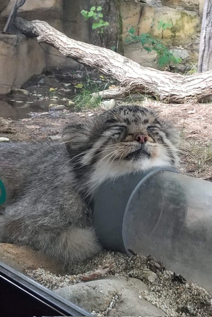  <!--noindex--><a href="https://pikabu.ru/story/vechnaya_lyubov_13238518?u=https%3A%2F%2Fx.com%2Fkazumin_55%2Fstatus%2F1972953177659211944%2Fphoto%2F1&t=https%3A%2F%2Fx.com%2Fkazumin_55%2Fstatus%2F1972953177659211944%2Fphoto%2F1&h=636bcdcac5d45ad96800f4b4f392859cd90d987d" title="https://x.com/kazumin_55/status/1972953177659211944/photo/1" target="_blank" rel="nofollow noopener">https://x.com/kazumin_55/status/1972953177659211944/photo/1</a><!--/noindex-->