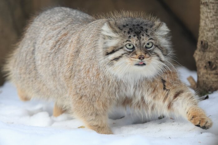  <!--noindex--><a href="https://pikabu.ru/story/vechnaya_lyubov_13238518?u=https%3A%2F%2Fx.com%2Fokayuanimals%2Fstatus%2F1972909988562808994%2Fphoto%2F1&t=https%3A%2F%2Fx.com%2Fokayuanimals%2Fstatus%2F1972909988562808994%2Fphoto%2F...&h=039d26c616f67965c1d9f236f4aa588525e4d167" title="https://x.com/okayuanimals/status/1972909988562808994/photo/1" target="_blank" rel="nofollow noopener">https://x.com/okayuanimals/status/1972909988562808994/photo/...</a><!--/noindex-->