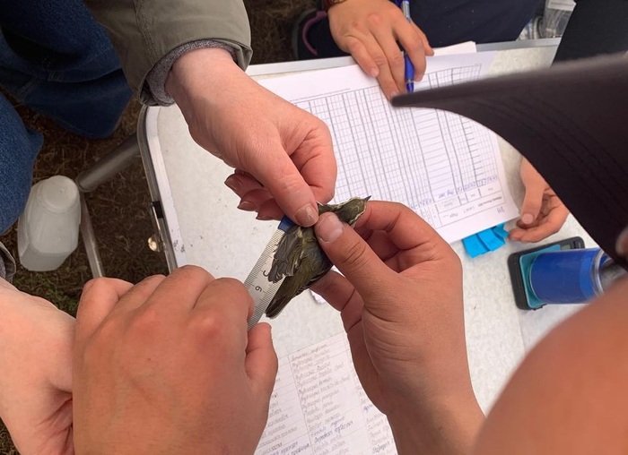 На фото: замер пеночки