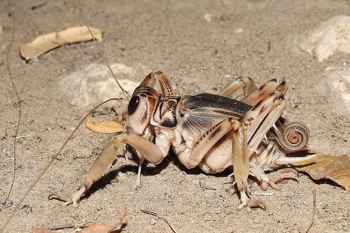Спиральки над брюшком — компактно упакованные крылья.