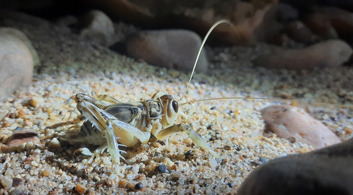 Голодные игры начались!