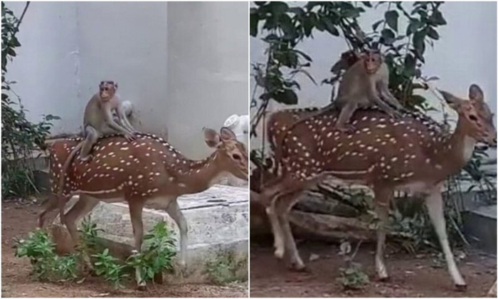 Тот самый случай, когда индийская обезьянка решила покататься на олене. Она явно сконфужена и чувствует себя не в своей тарелке!