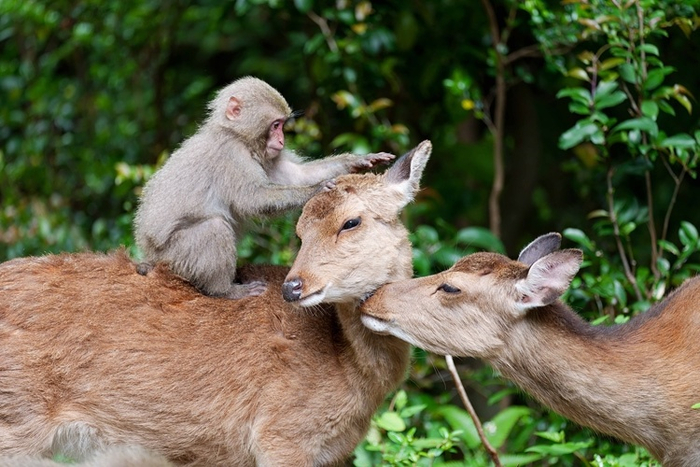 Милая семья: мама, папа и тёплая шерстяная блоха.