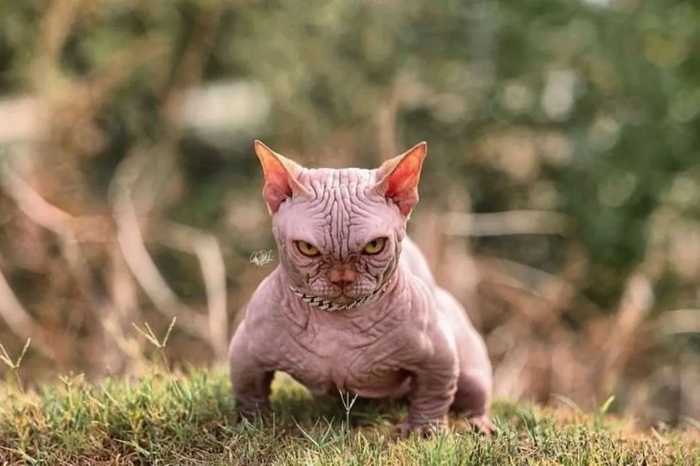 Для такого кота нужен не дом, а полноценный гараж. Ведь он — машина!