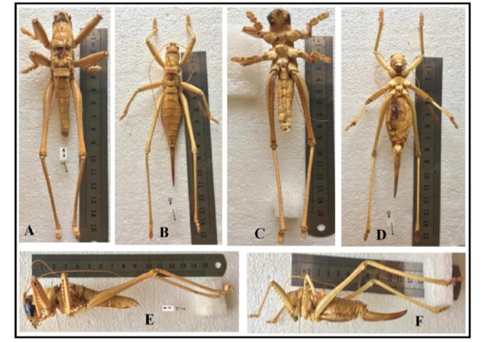 Средняя седлоносная дыбка с вытянутыми ногами. Классическая железная линейка приложена для сравнения.