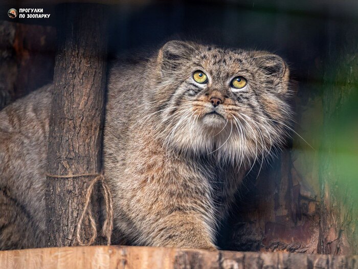 Внимательный Шу
