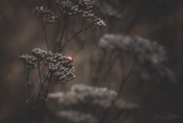 Напоминание о лете