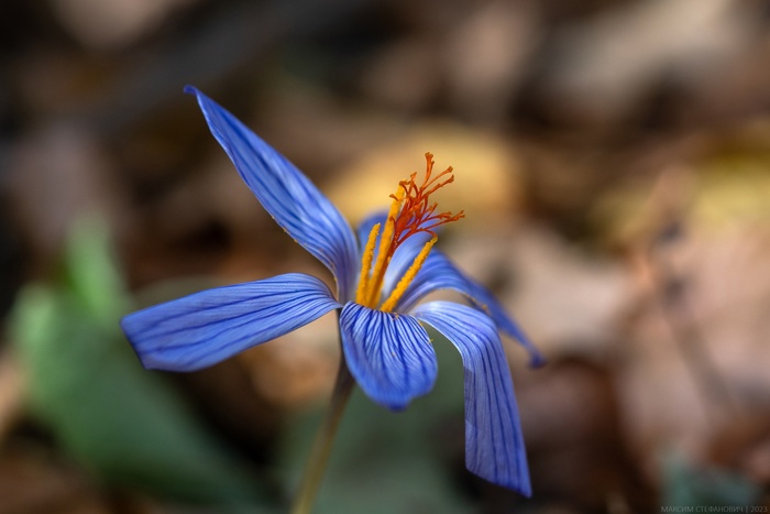 Фото М. Стефановича. 