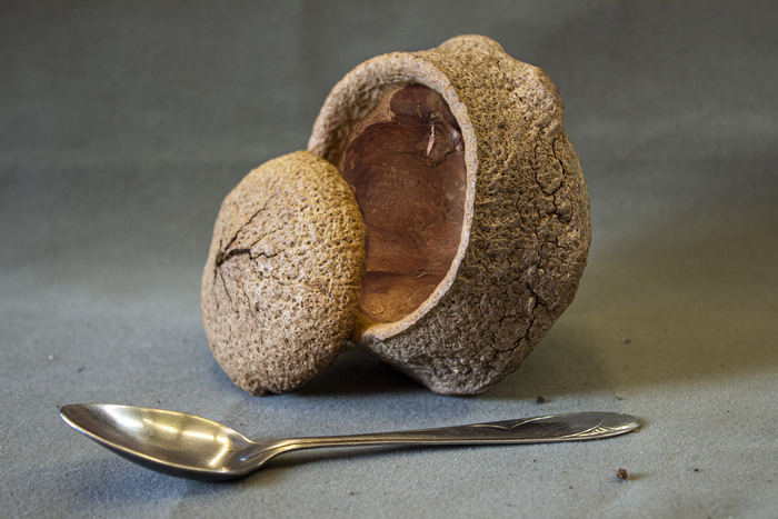 Горшок с крышечкой, Lecythis pisonis. Из фондов Ботанического музея БИН РАН.