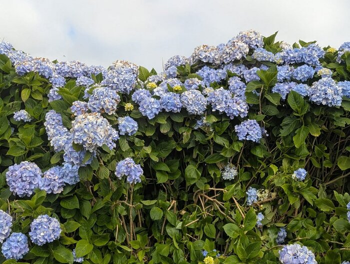 Фото с сайта <!--noindex--><a href="https://pikabu.ru/story/gortenzii_na_azorskikh_ostrovakh_13262288?u=http%3A%2F%2Flivejournal.com&t=livejournal.com&h=af420cb70eb7b4a740d0de2e1f38de125dc71384" title="http://livejournal.com" target="_blank" rel="nofollow noopener">livejournal.com</a><!--/noindex-->.