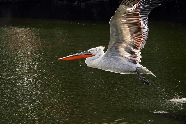 Пеликан летит