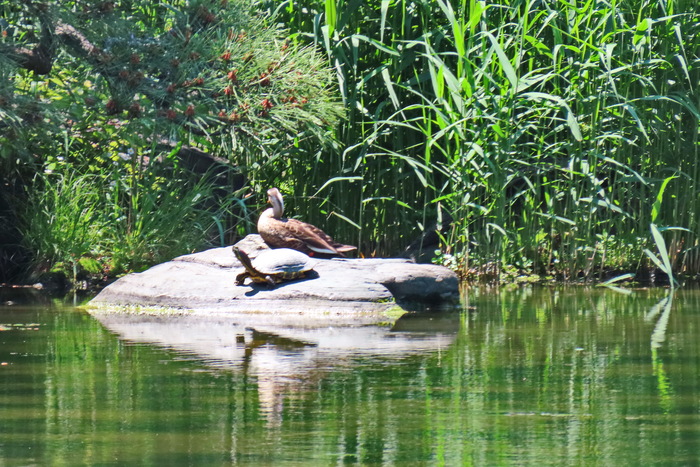 Ответ на пост «Я на солнышке лежу»