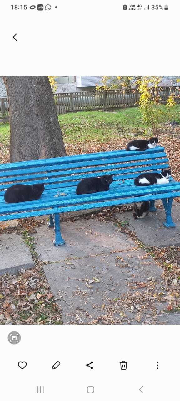 Котики, Шмаковка