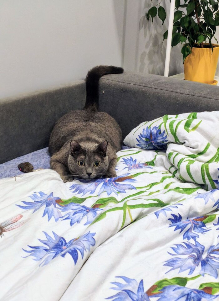 Любимое место для охоты - конечно же кровать!