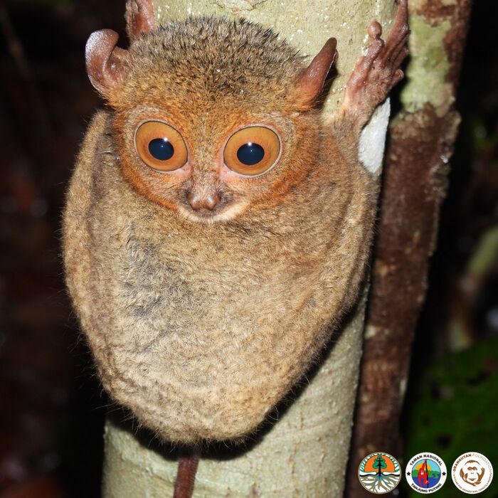 Западный долгопят