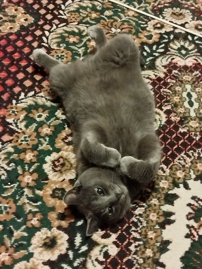 ���� ������