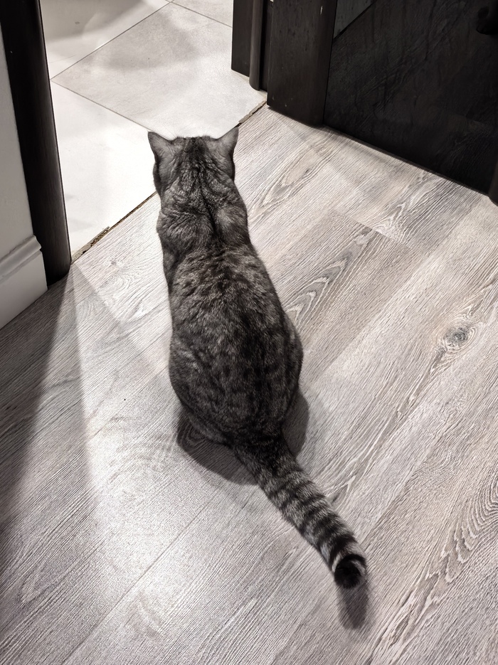 Ответ на пост «Нате котика»