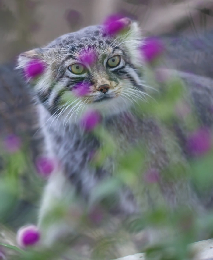 В цветочках