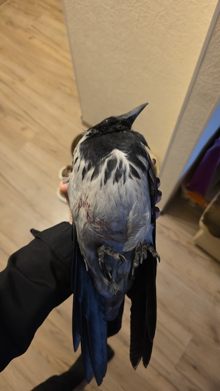 Пост не ради плюсов