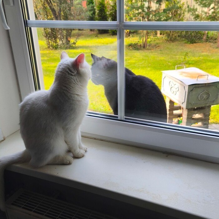 переходи к нам на светлую сторону - у нас есть печеньки!