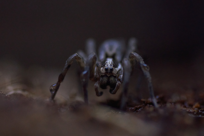 Sony Nex-3, Canon Macro 50mm