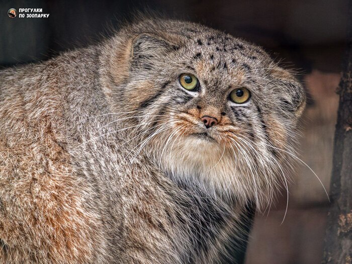 Шунечка – чемпион зажировки