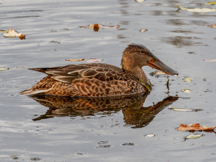 Самка широконоски