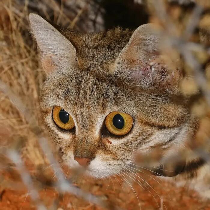 Портрет черноногой кошки Примы