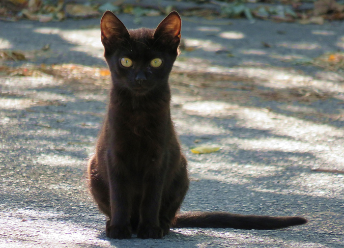 Жил да был чёрный кот за углом