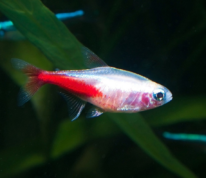 Бриллиантовый (алмазный) неон