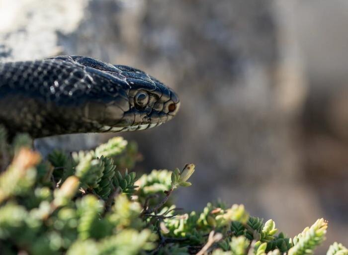 В Хорватии змея укусила пьяного туриста и умерла от количества алкоголя в крови
