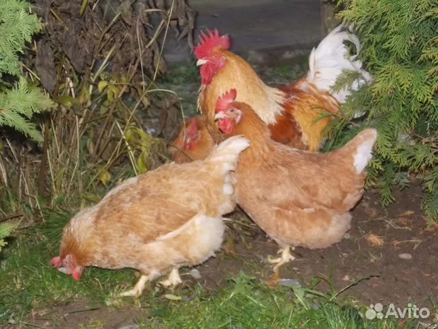    .      ,     -      -        .      .