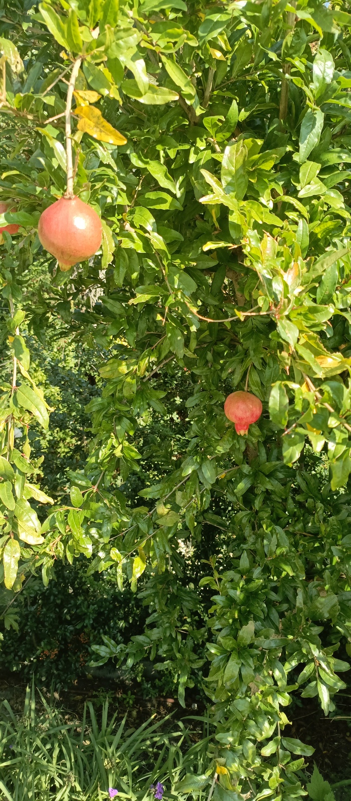 Осенние плоды  гранатового дерева