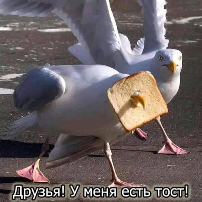 Тост