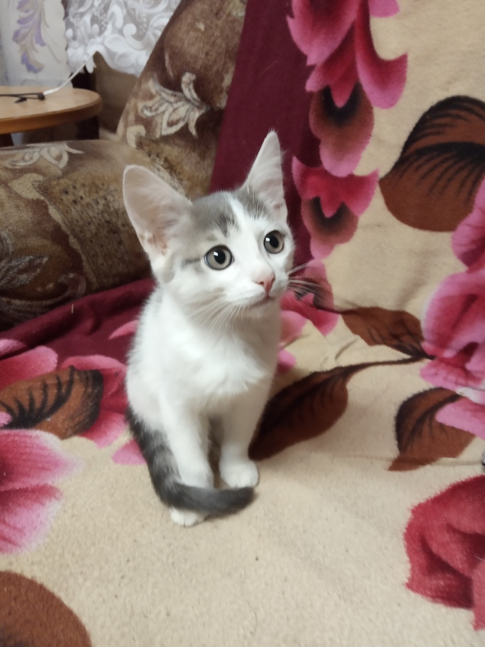 Собственно, Тимофей