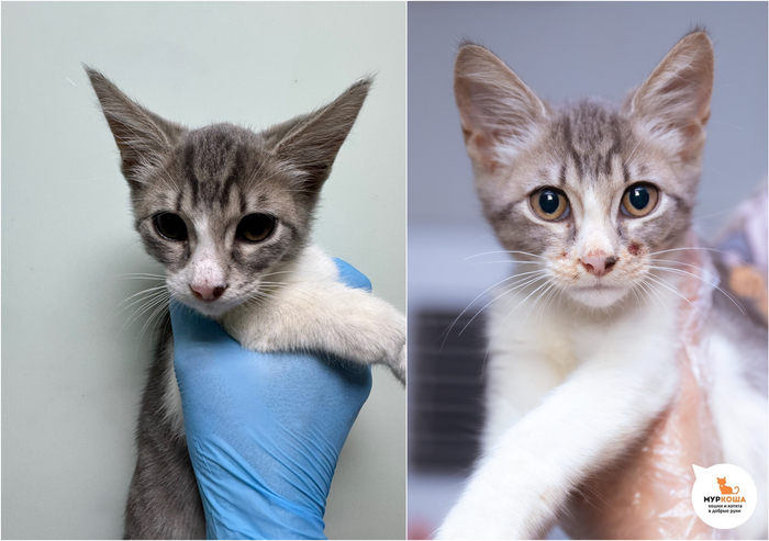 Котёнок-девочка Клязьма, 5 месяцев, найдена на улице.