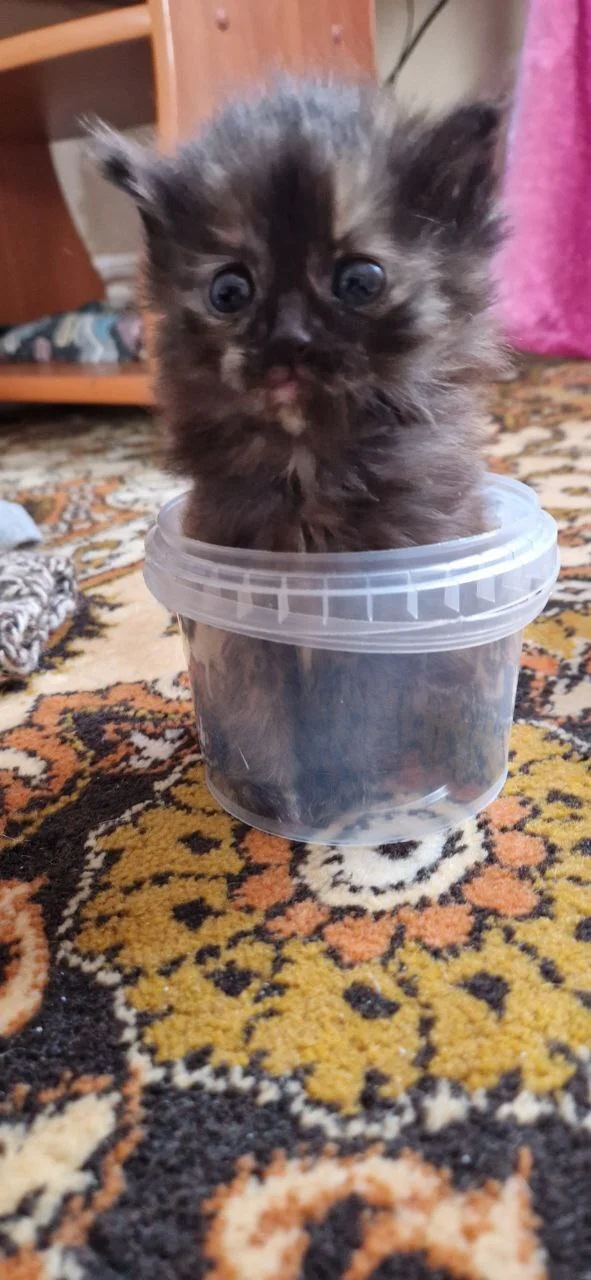 Kitty - My, cat, Milota, Longpost
