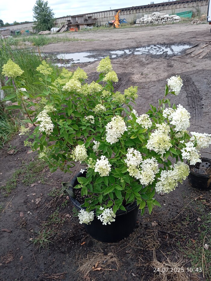 ��������� �����������. ��� ������������)