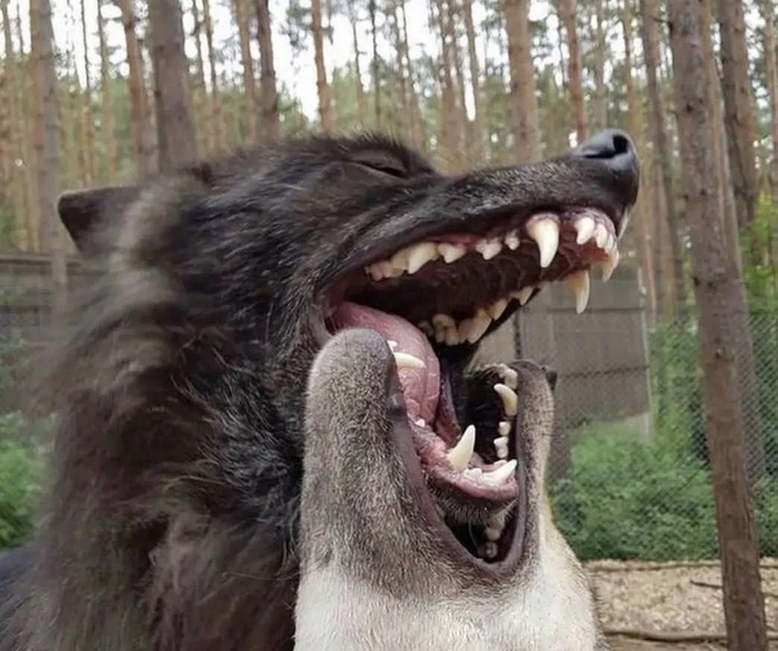 И волчий, кстати, тоже! Коммуникация этих двух видов очень похожа. Разница лишь в том, что собаки во взрослом возрасте чаще ведут себя как глупые подростки и дурачатся намного больше.