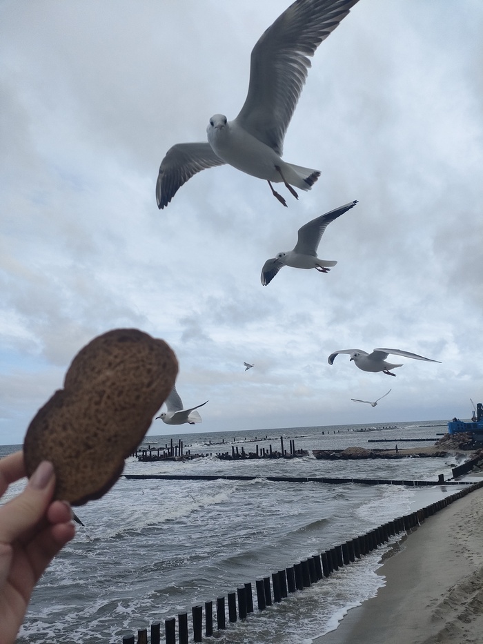 Продолжаю фотоохоту на чаек.Светлогорск, октябрь2025