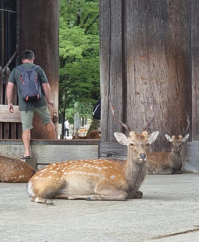 Местная фишка города Нара – олени