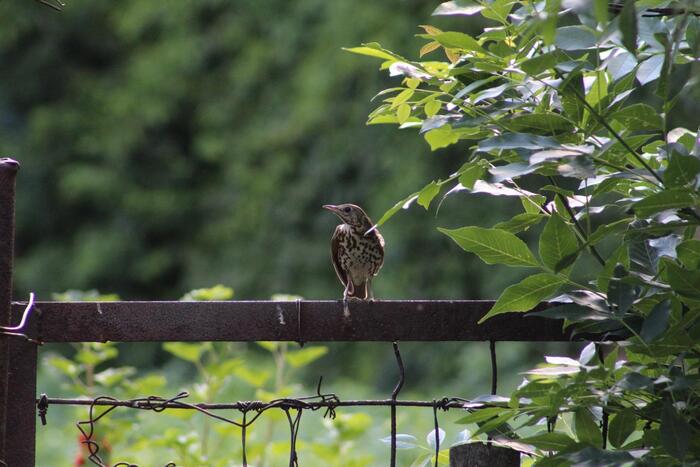   (Turdus philomelos).    Turdidae.  :  