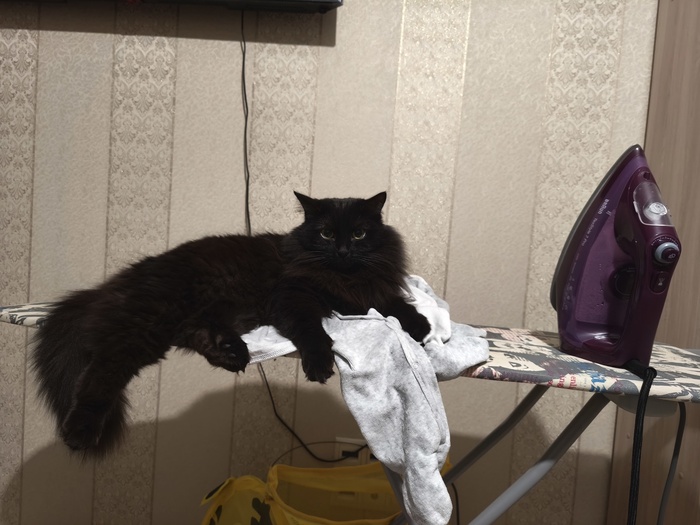 Чего смотришь, гладь давай!